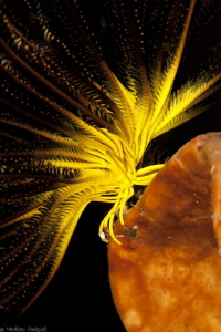 Crinoid by night (Siladen) by Mathieu Foulquié 